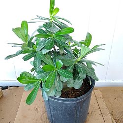 Adenium obesum 'White', Desert Rose Adenium obesum 'White', Desert Rose