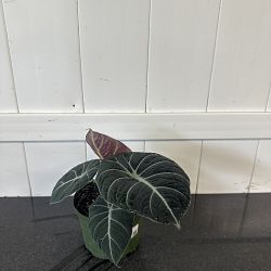 Alocasia 'Black Velvet' Alocasia 'Black Velvet'