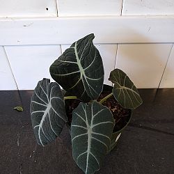 Alocasia 'Black Velvet' Alocasia 'Black Velvet'