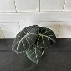 Alocasia 'Black Velvet' Alocasia 'Black Velvet'
