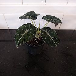 Alocasia 'Black Velvet' Alocasia 'Black Velvet'