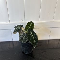 Alocasia 'Black Velvet' Alocasia 'Black Velvet'