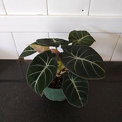 Alocasia 'Black Velvet' Alocasia 'Black Velvet'