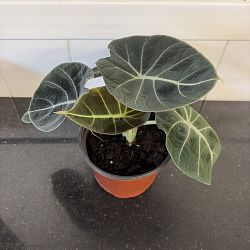 Alocasia 'Black Velvet' Alocasia 'Black Velvet'