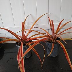 Ornamental Red Pineapple Plant Ornamental Red Pineapple Plant