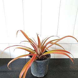 Ornamental Red Pineapple Plant Ornamental Red Pineapple Plant