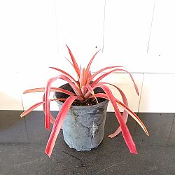 Ornamental Red Pineapple Plant Ornamental Red Pineapple Plant