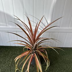 Ornamental Red Pineapple Plant Ornamental Red Pineapple Plant
