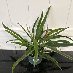 Anthurium Bakeri Anthurium Bakeri