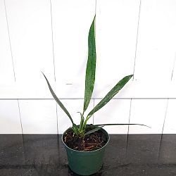 Anthurium Bakeri Anthurium Bakeri