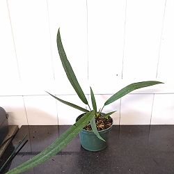 Anthurium Bakeri Anthurium Bakeri