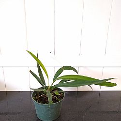 Anthurium Bakeri Anthurium Bakeri