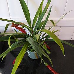 Anthurium Bakeri Anthurium Bakeri