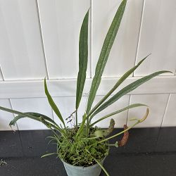 Anthurium Bakeri Anthurium Bakeri