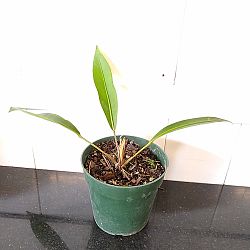 Anthurium gracile Anthurium gracile