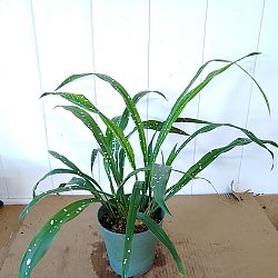 Aspidistra 'Singapore Sling', Cast Iron Plant Aspidistra 'Singapore Sling', Cast Iron Plant