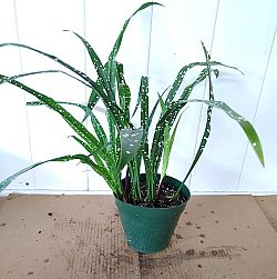Aspidistra 'Singapore Sling', Cast Iron Plant Aspidistra 'Singapore Sling', Cast Iron Plant