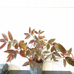 Begonia 'Maurice Amey' Begonia 'Maurice Amey'