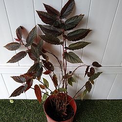 Begonia 'Maurice Amey' Begonia 'Maurice Amey'