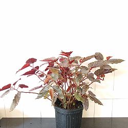 Begonia 'Maurice Amey' Begonia 'Maurice Amey'