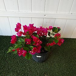 Bougainvillea 'Barbara Karst' Bougainvillea 'Barbara Karst'