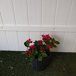 Bougainvillea 'Barbara Karst' Bougainvillea 'Barbara Karst'
