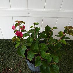 Bougainvillea 'Barbara Karst' Bougainvillea 'Barbara Karst'