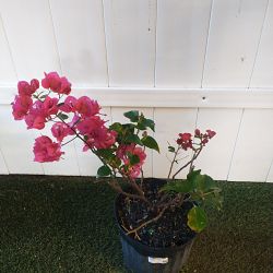 Bougainvillea 'Barbara Karst' Bougainvillea 'Barbara Karst'