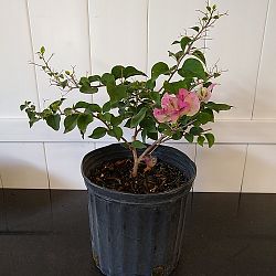 Bougainvillea 'Thai Delight' Bougainvillea 'Thai Delight'