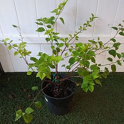 Bougainvillea 'Thai Delight' Bougainvillea 'Thai Delight'