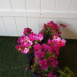 Dwarf Pink Bougainvillea 'Helen Johnson' Dwarf Pink Bougainvillea 'Helen Johnson'