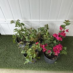 Dwarf Pink Bougainvillea 'Helen Johnson' Dwarf Pink Bougainvillea 'Helen Johnson'