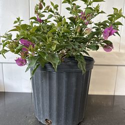 Bougainvillea 'New River' Bougainvillea 'New River'