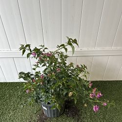 Bougainvillea 'New River' Bougainvillea 'New River'