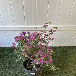 Bougainvillea 'New River' Bougainvillea 'New River'