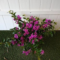 Bougainvillea 'New River' Bougainvillea 'New River'