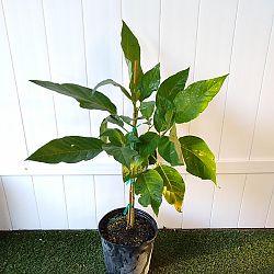 White Angel's Trumpet White Angel's Trumpet