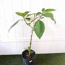 White Angel's Trumpet White Angel's Trumpet