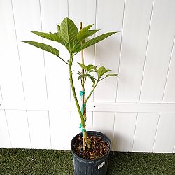 White Angel's Trumpet White Angel's Trumpet