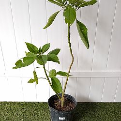 White Angel's Trumpet White Angel's Trumpet