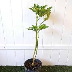 White Angel's Trumpet White Angel's Trumpet