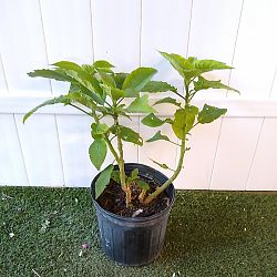White Angel's Trumpet White Angel's Trumpet