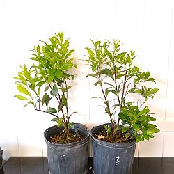 Lady of the Night Lady of the Night