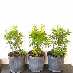 Lady of the Night Lady of the Night