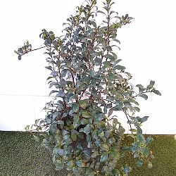 Lady of the Night Lady of the Night