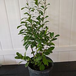 Lady of the Night Lady of the Night