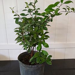 Lady of the Night Lady of the Night