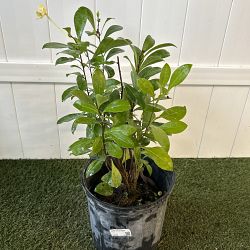 Lady of the Night Lady of the Night