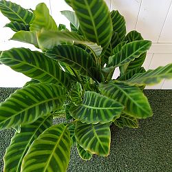 Calathea zebrina Calathea zebrina