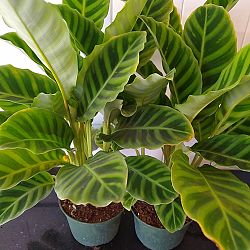 Calathea zebrina Calathea zebrina